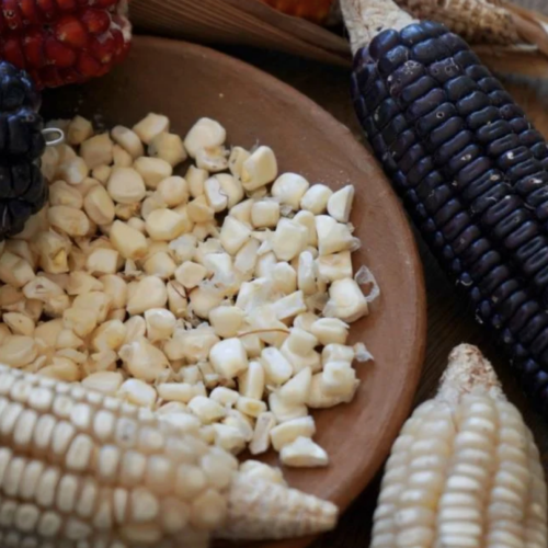 Con un Banco Comunitario de Semillas, pueblos chinantecos de Oaxaca conservan riqueza del maíz tradicional